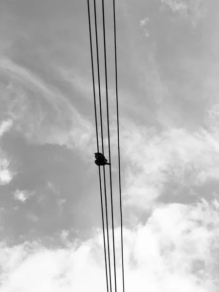 Pomba Fio Com Céu Nuvens Fundo São Preto Branco — Fotografia de Stock