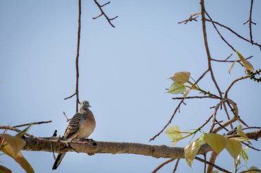 Parktaki bir dala bir güvercin tünemişti.