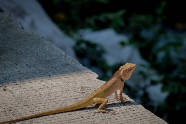 Beton zeminde bir bukalemun yatıyor.