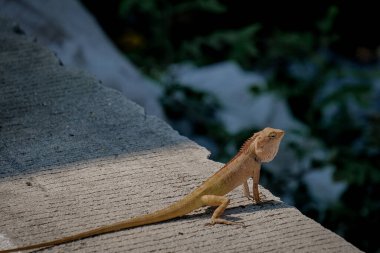 Beton zeminde bir bukalemun yatıyor.