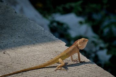 Beton zeminde bir bukalemun yatıyor.