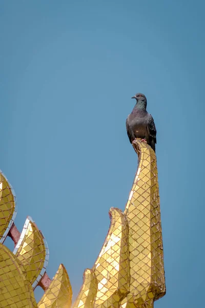 Eine Taube Hockte Auf Einem Ast Park — Stockfoto