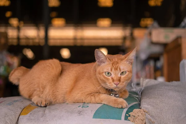 Gato Laranja Bonito Olhando Para Câmera — Fotografia de Stock