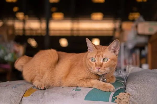 Gato Laranja Bonito Olhando Para Câmera — Fotografia de Stock
