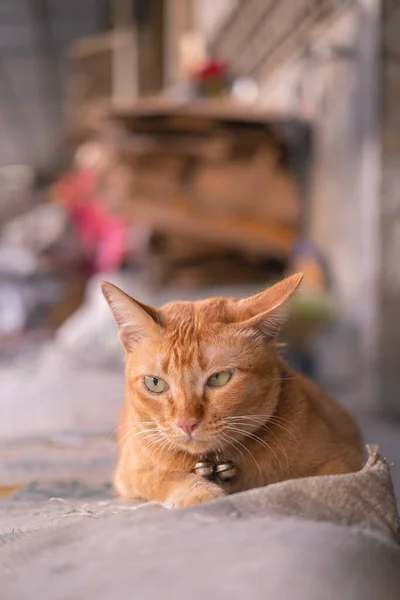 Schattige Oranje Kat Kijkend Naar Camera — Stockfoto