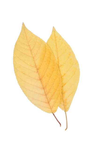 Dos hojas amarillas —  Fotos de Stock