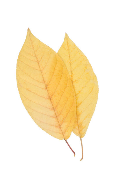 Two yellow leaf