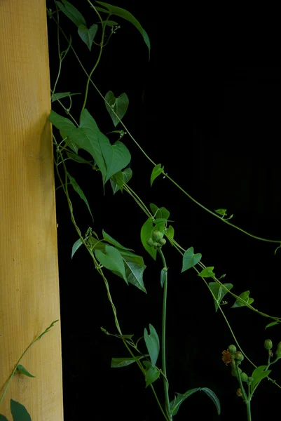 Planta de escalada em uma parede de madeira em um fundo preto — Fotografia de Stock