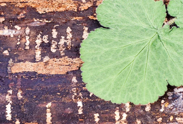 Folha verde em madeira — Fotografia de Stock