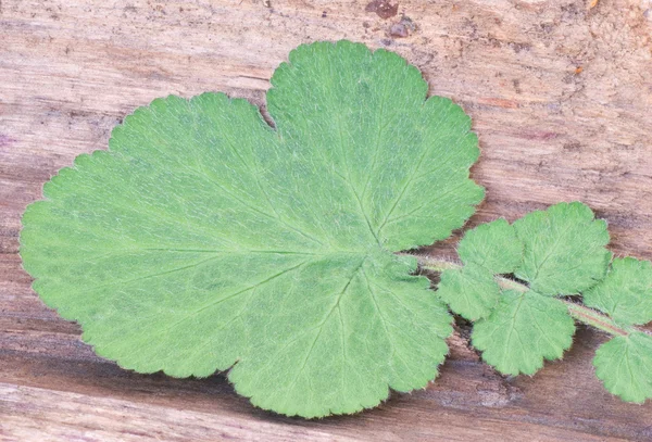 Hoja verde sobre madera —  Fotos de Stock