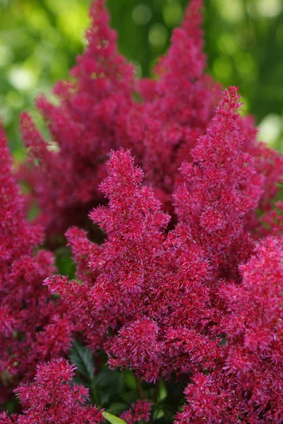 astilbe kırmızı çiçek.