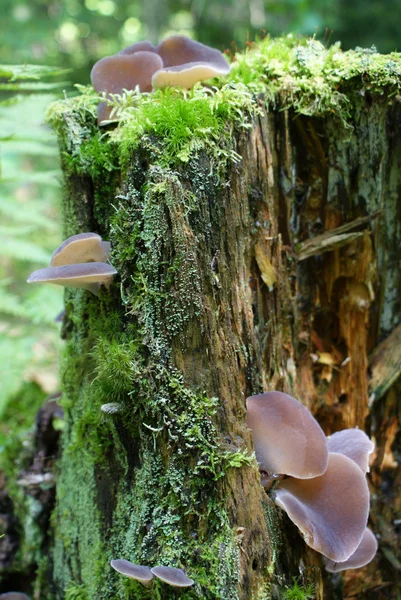 Mushrooms growing on a tree stump — Stock Photo, Image