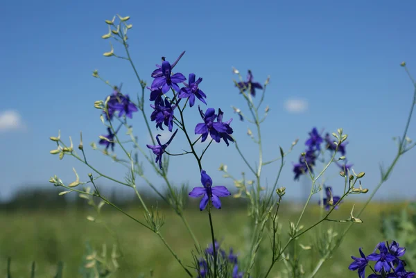 Blue wild flower in the sky — Stock Photo, Image