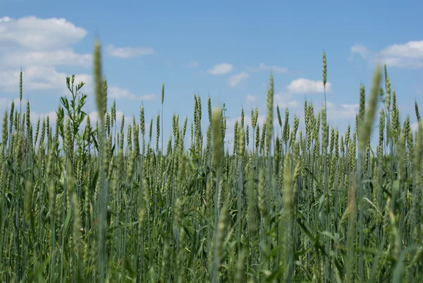 Buğday alan bir arka planda gökyüzü — Stok fotoğraf