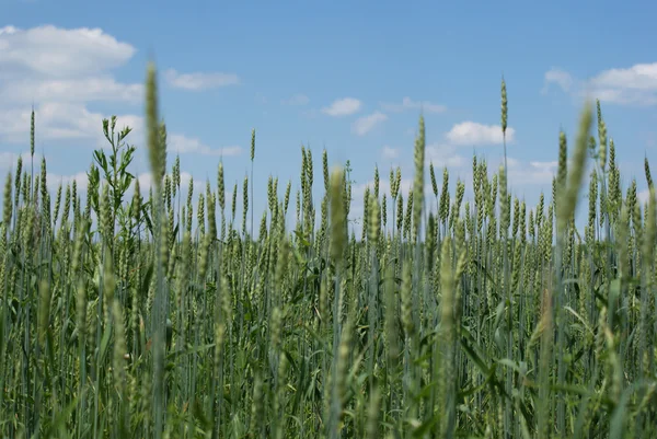 Wheat field on a background of sky — Stock Photo, Image