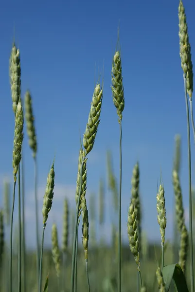 buğday alan bir arka planda gökyüzü