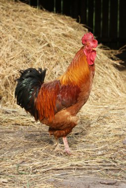 horoz haystacks karşı.