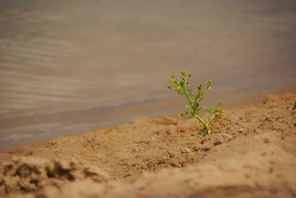 Planta crescendo na areia na margem do rio . — Fotografia de Stock