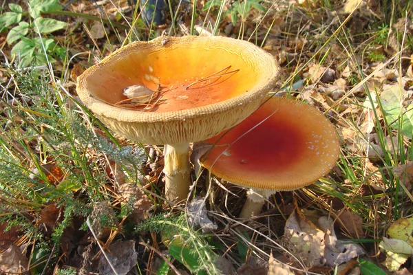 Two mushroom growing in the forest — Stock Photo, Image