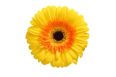çiçek sarı gerbera.