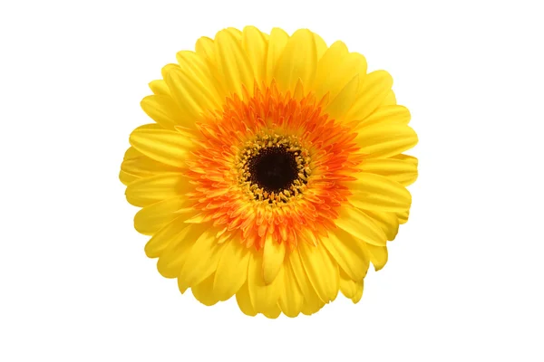 Bloem geel gerbera. — Stockfoto