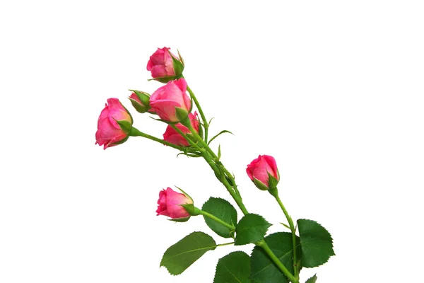 Rama de rosas rosadas . — Foto de Stock