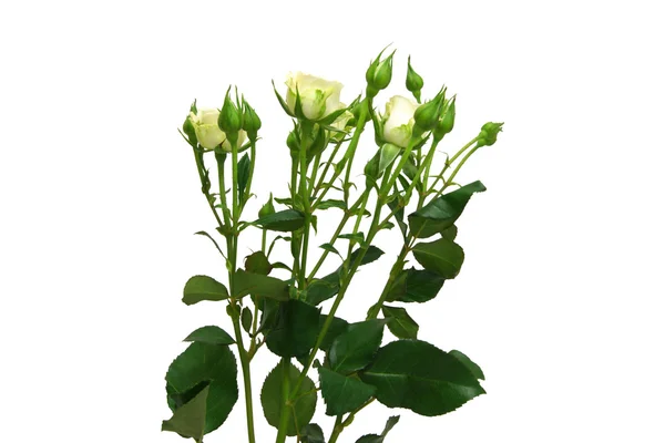 Bouquet of white roses — Stock Photo, Image