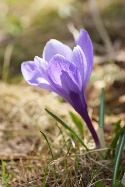 Mor Çiğdem çiçek