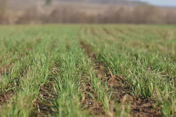 Line of grass in the field — Stock Photo, Image