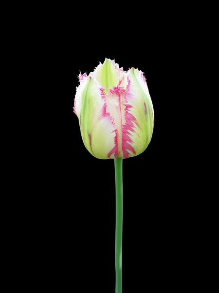 Tulipa em um fundo preto — Fotografia de Stock