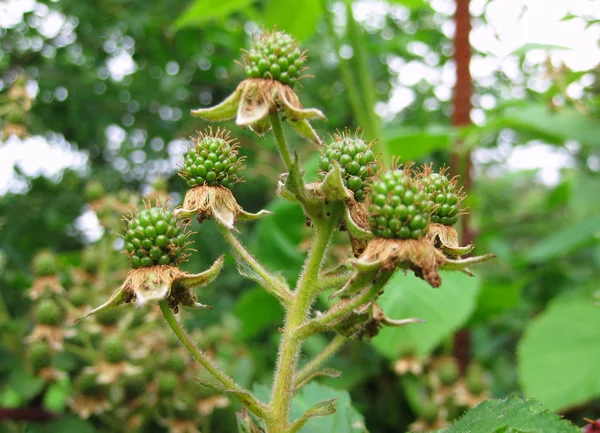 Unripe blackberries — Stock Photo, Image