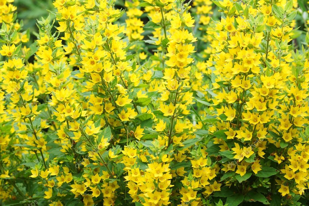 Busch mit gelben Blüten — Stockfoto © Spasta 27657145