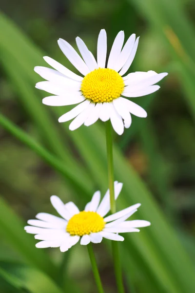 Daisies on a background of green grass — Stock Photo, Image