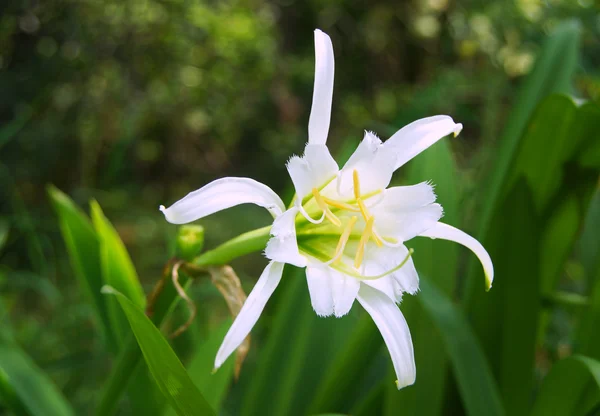 Witte Daglelies bloem — Stockfoto