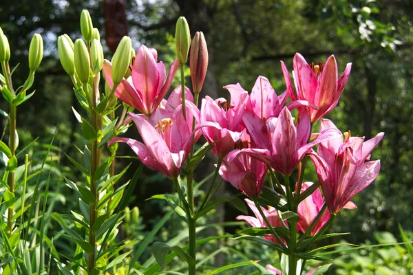 Pink lilies in the garden — Stock Photo, Image