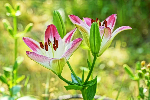 Pink lilies in the garden — Stock Photo, Image