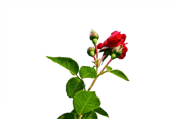 Rose rouge sur fond blanc — Photo