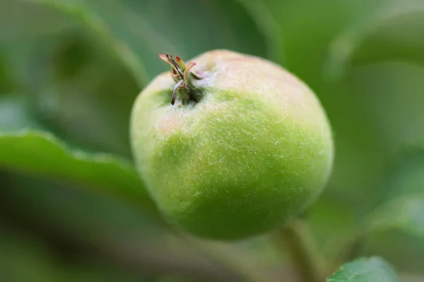 Mela verde su un ramo — Foto Stock