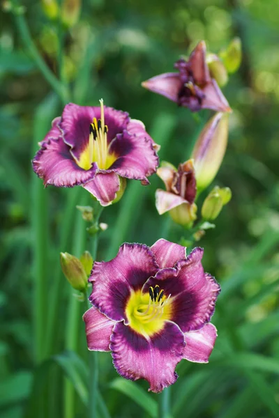 Purple daylily — Stock Photo, Image