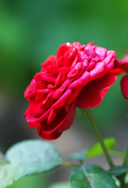 Rose rouge dans le jardin — Photo