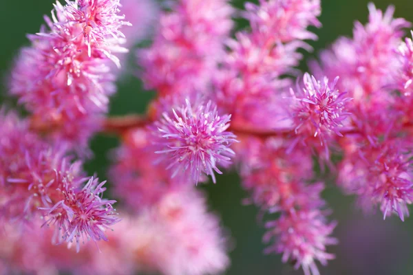 Parte de flores rosadas . — Foto de Stock