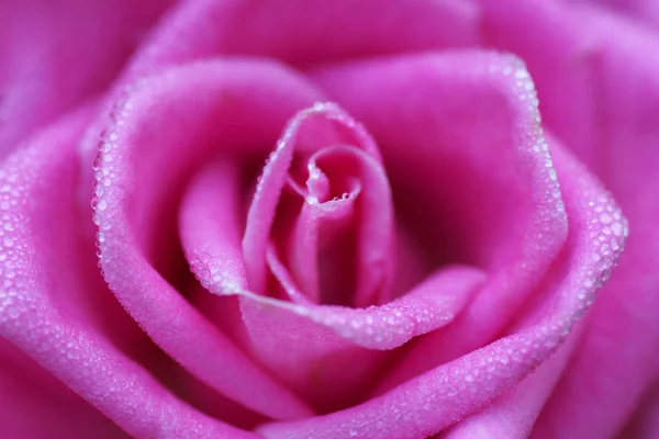 Parte de una rosa en el rocío de la mañana . —  Fotos de Stock