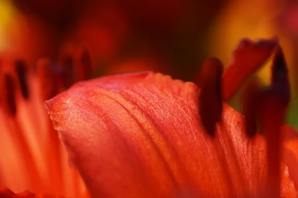 Part of a lily — Stock Photo, Image