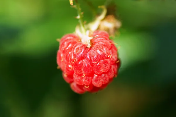 Raspberry on a bush — Stock Photo, Image