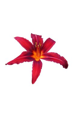 Kırmızı çiçek daylily