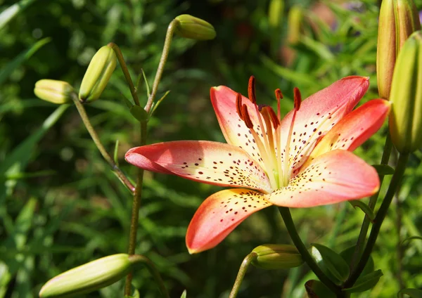 Lily flower — Stock Photo, Image