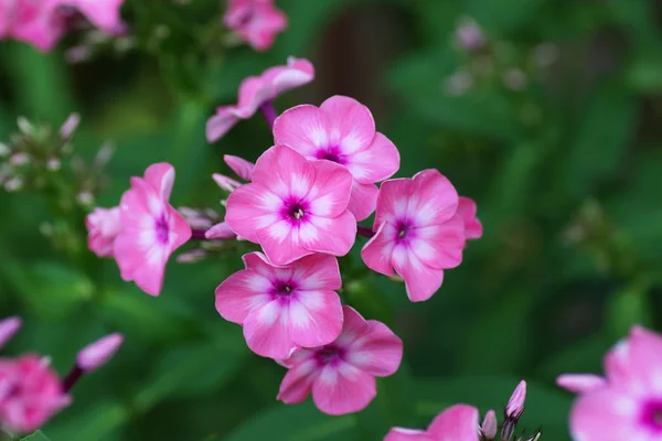 Phlox flower — Stock Photo, Image