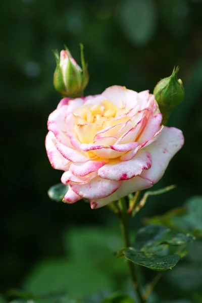 Rosa flor — Fotografia de Stock