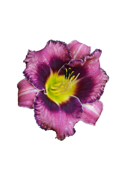 Daylily flower purple and yellow. — Stock Photo, Image