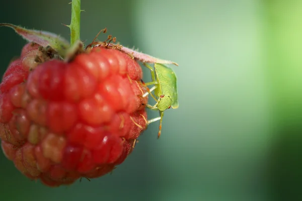 Insetto verde sui lamponi . — Foto Stock